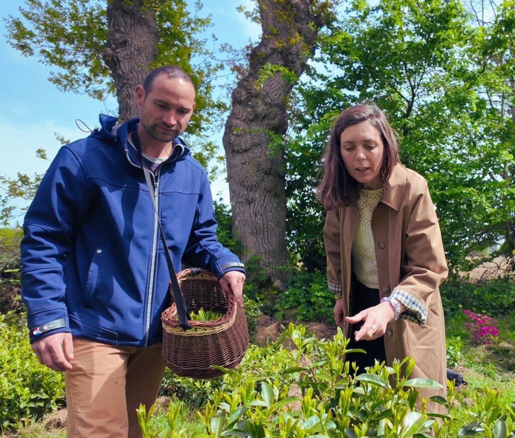 Producteur de thé breton artisanal Horthéus en Bretagne sélectionné par La Finebox